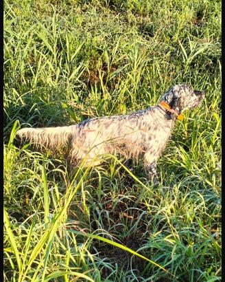 Setter maschio bianco nero esperto beccacce