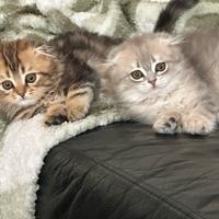 Cuccioli Scottish fold e Scottish straight