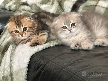 Cuccioli Scottish fold e Scottish straight