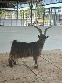 Caprone