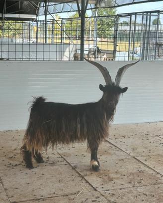 Caprone