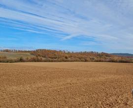 Azienda agricola 390 ha Siena