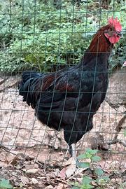 Gallo marans