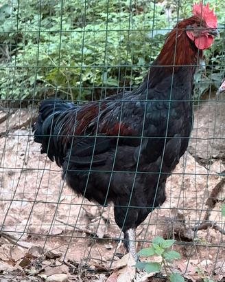 Gallo marans