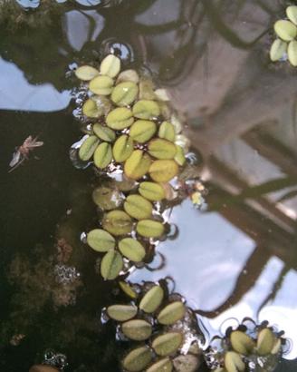 Salvinia - piante acquatiche