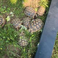 tartarughe terrestri 