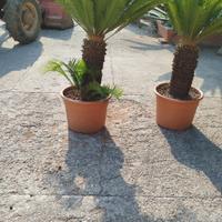 cycas