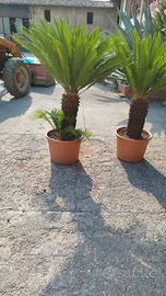 cycas