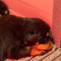 Cuccioli Rottweiler