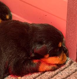 Cuccioli Rottweiler