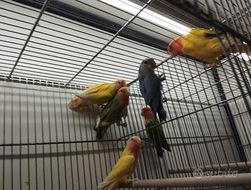 Inseparabili rosecolis