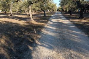 Rif 205b TERRENO AGRICOLO/EDIFICABIE A LORETO A