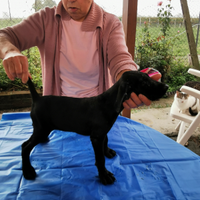 Bracco tedesco (kurthaar)