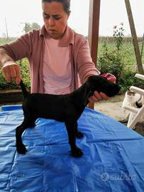 Bracco tedesco (kurthaar)