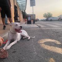Dogo argentino