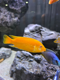 Ciclidi Malawi pesci acquario