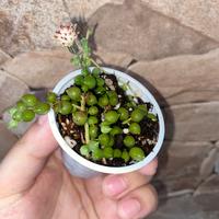 Senecio rowleyanus - Pianta del Rosario
