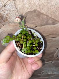 Senecio rowleyanus - Pianta del Rosario