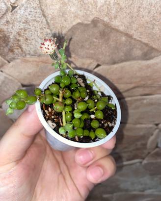 Senecio rowleyanus - Pianta del Rosario