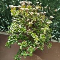 Albero di giada o albero dei soldi in fioritura.