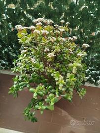 Albero di giada o albero dei soldi in fioritura.