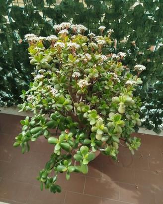 Albero di giada o albero dei soldi in fioritura.