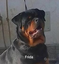 Rottweiler