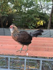 Coppia Araucana inglese galline ornamentali