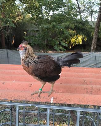 Coppia Araucana inglese galline ornamentali