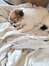 Cucciolata selezionata chihuahua pedigree