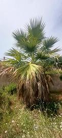Palme Washington