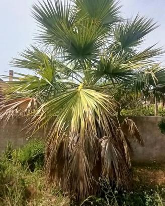 Palme Washington
