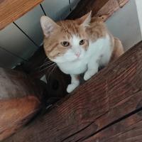 Gattini maschi fratelli