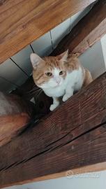 Gattini maschi fratelli