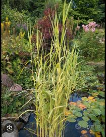 Phragmites variegata