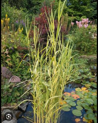 Phragmites variegata