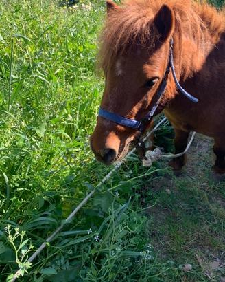 Pony