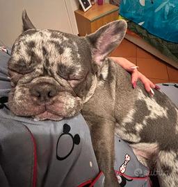Bulldog