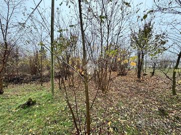 TER. AGRICOLO A PINEROLO