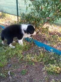 Cuccioli di border collie