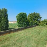 Sviluppatore FOGLIARE e RADICALE