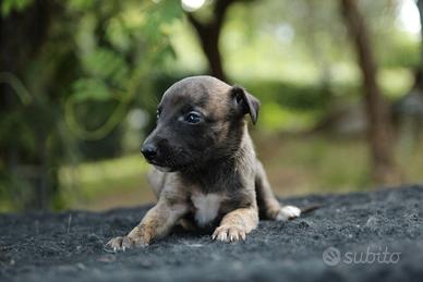 Whippet