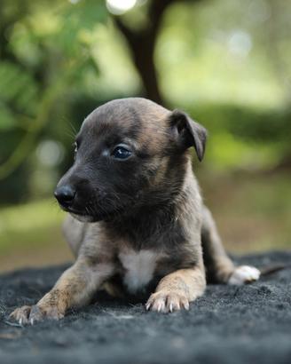 Whippet