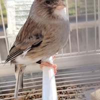 Canarino gloster maschio