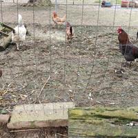 Coppie di francesine