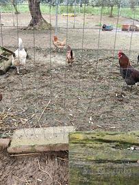 Coppie di francesine