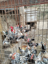 Galline nane millefiori