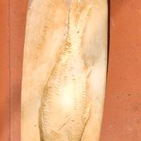 forma in gesso pesce per tradizione siciliana 