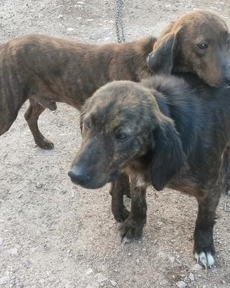 Cani da caccia