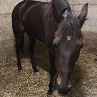 Cavallo da scuola e passeggiata